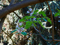 Paulownia fortunei IMG_4540 Paulownia Fortunei